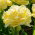 Tulipan Lemon Shoot - duża paczka! - 50 cebulek