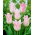 Tulipan Ballade Lady - duża paczka! - 50 cebulek