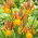 Irys holenderski - Bronze Riviera - 10 cebulek