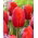 Tulipan Felicidad - 5 cebulek