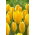 Tulipan Golden Purissima - 5 cebulek