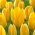 Tulipan Golden Purissima - GIGA paczka! - 250 cebulek