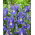 Irys holenderski - Blue Magic - 10 cebulek