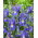 Irys holenderski - Blue Magic - GIGA paczka! - 500 cebulek