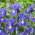 Irys holenderski - Blue Magic - 10 cebulek