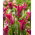 Tulipan Green Love - duża paczka! - 50 cebulek