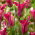 Tulipan Green Love - GIGA paczka! - 250 cebulek