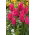 Tulipan liliokształtny różowy - Lilyflowering pink - 5 cebulek