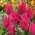 Tulipan liliokształtny różowy - Lilyflowering pink - GIGA paczka! - 250 cebulek