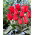 Tulipan March of Time - 5 cebulek