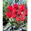 Tulipan March of Time - duża paczka! - 50 cebulek