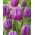 Tulipan fioletowy - Purple - duża paczka! - 50 cebulek