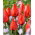 Tulipan Red Paradise - 5 cebulek