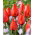 Tulipan Red Paradise - GIGA paczka! - 250 cebulek