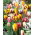 Tulipan Rembrandt mix - 5 cebulek