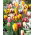 Tulipan Rembrandt mix - duża paczka! - 50 cebulek