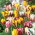 Tulipan Rembrandt mix - 5 cebulek