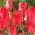 Tulipan Spring Pearl - 5 cebulek