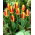 Tulipan Stresa - 5 cebulek
