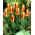 Tulipan Stresa - duża paczka! - 50 cebulek