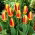 Tulipan Stresa - duża paczka! - 50 cebulek