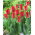 Tulipan Strong Fire - 5 cebulek