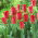 Tulipan Strong Fire - 5 cebulek