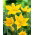Tulipan Sylvestris - 5 cebulek