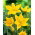 Tulipan Sylvestris - duża paczka! - 50 cebulek