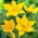 Tulipan Sylvestris - 5 cebulek