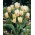 Tulipan White Fire - duża paczka! - 50 cebulek