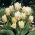 Tulipan White Fire - 5 cebulek