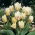 Tulipan White Fire - GIGA paczka! - 250 cebulek