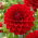 Dalia czerwona - Dahlia Red - duża paczka! - 10 szt.