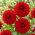 Dalia czerwona - Dahlia Red