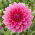 Dalia różowa - Dahlia Pink - GIGA paczka! - 50 szt.