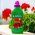 Nawóz do pelargonii - Biopon - 500 ml