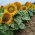 Słonecznik ozdobny Sunspot - karłowy - nadaje się do uprawy na dopłaty - 1 kg