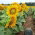 Słonecznik ozdobny Sunspot - karłowy - nadaje się do uprawy na dopłaty - 100 gram