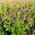 Lucerna siewna Algonquin - 1 kg
