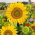 Słonecznik ozdobny Sunspot - karłowy - nadaje się do uprawy na dopłaty - 1 kg