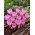 Krokus Jesienny Zonatus - GIGA paczka! - 500 szt.