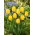 Tulipan Golden Apeldoorn - GIGA paczka! - 250 szt.