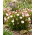 Oxalis - Szczawik Versicolor - 2 bulwy