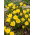Sternbergia - Żółty zimowit - 1 cebula