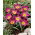 Tulipan botaniczny - Eastern Star - duża paczka! - 50 szt.