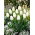 Tulipan Hakuun - duża paczka! - 50 szt.