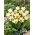 Tulipan niski Fostera - Concerto - 5 cebulek