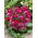 Tulipan Little Beauty - opak. 5 szt.