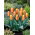 Tulipan niski czerwono-żółty - Greigii red-yellow - 5 cebulek